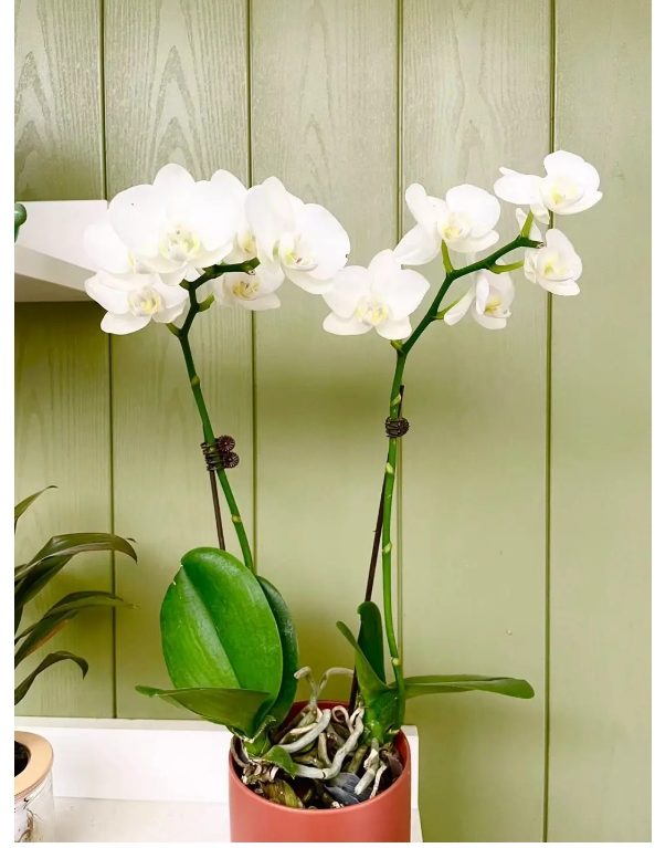 zoty��ŷ��(�й����޹�˾)�ٷ���վ